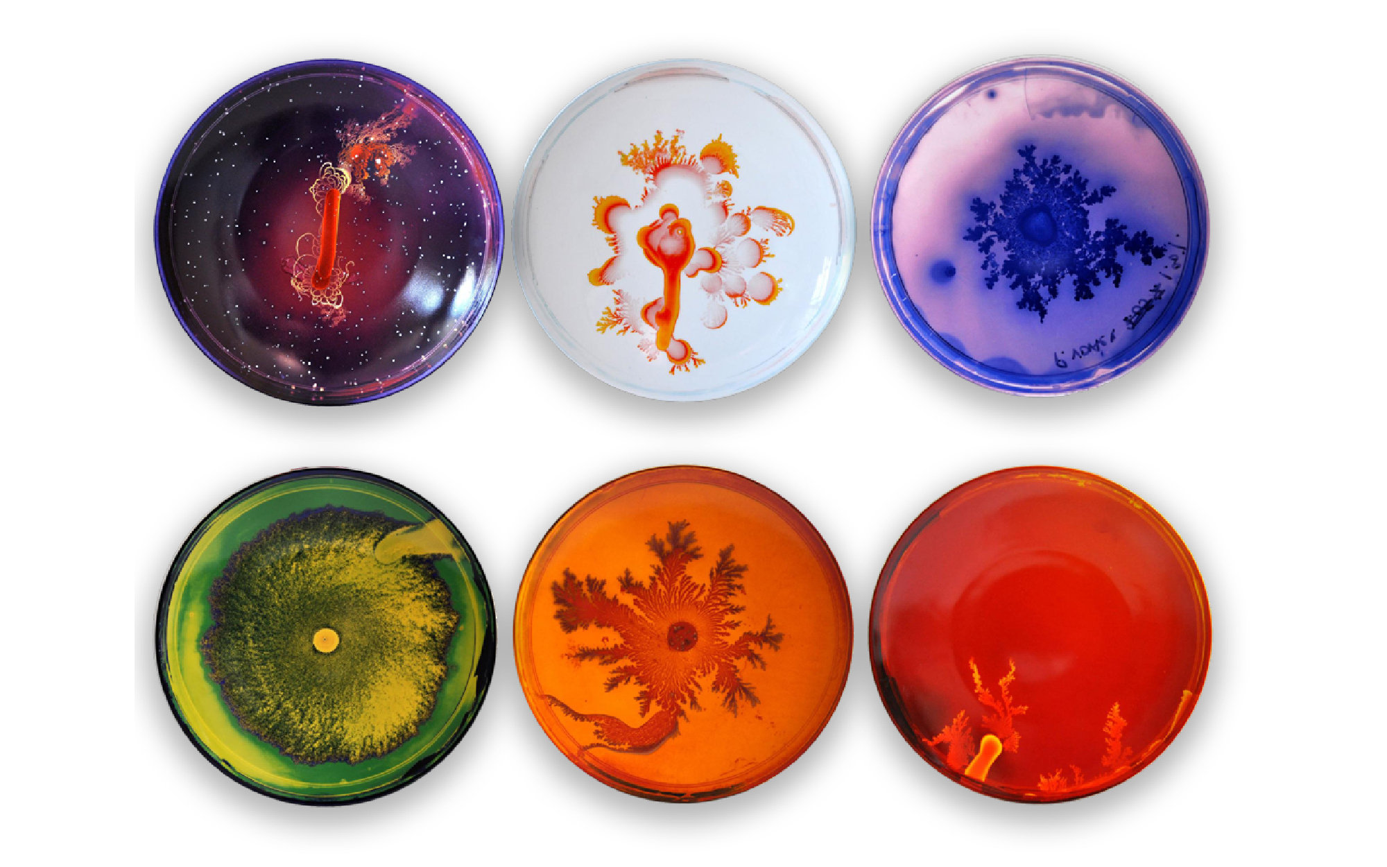 Vik Muniz's Petri Plates from 2015